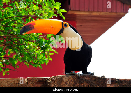 Toco toucan, Ramphastos toco, Bonito, Mato Grosso do Sul, Brazil Stock Photo