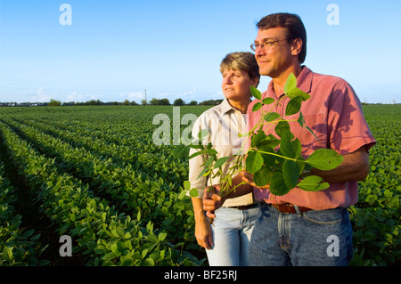 Husband and wife farmers look out across their mid growth soybean field while inspecting their crop / Minnesota, USA. Stock Photo