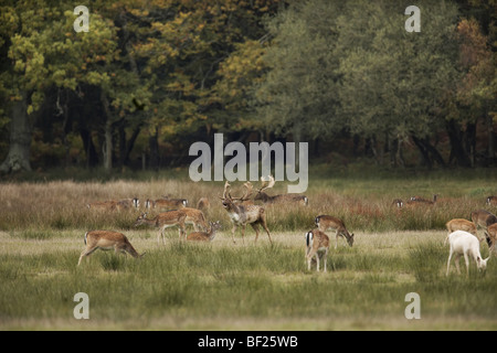 Fallow deer buck, Dama dama calling with white hind and herd New Forest, England, UK Stock Photo