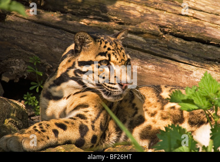 Clouded Leopard (Neofelis nebulosa) under the protection of the Santago rare Leopard Project at welwyn Stock Photo