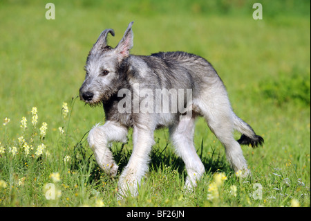 Irish Wolfhound (Canis lupus familiaris), puppy running over flowering meadow. Stock Photo