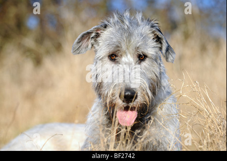 Irish Wolfhound (Canis lupus familiaris), portrait of adult. Stock Photo