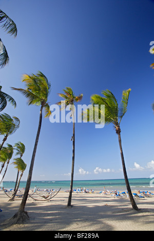 People and palm trees at the beach under blue sky, Isla Verde, Puerto Rico, Carribean, America Stock Photo