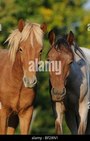 Mangalarga Marchador and Icelandic Horse (Equus caballus). Portrait of two geldings. Stock Photo