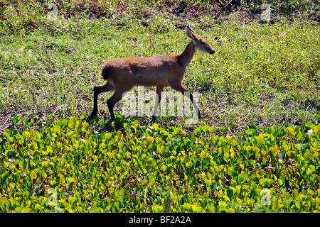 Pampas deer, Ozotoceros bezoarticus, Fazenda San Francisco, Pantanal, Miranda, Mato Grosso do Sul, Brazil Stock Photo