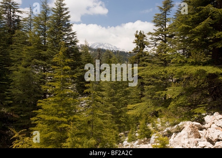Mixed coniferous forest, mainly Lebanon Cedar Cedrus libani, near Ibradi, in theTaurus Mountains, south Turkey. Stock Photo