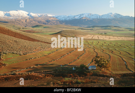 Wheatfield and snow covered mountains in background, Ceres, Boland District, Western Cape Province, South Africa Stock Photo