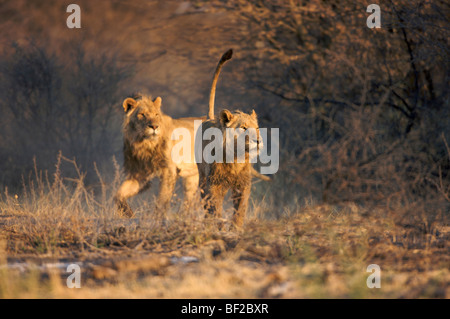 Pair of male lions (Panthera leo) running, Namibia. Stock Photo