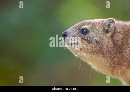 Profile shot of a Dassie (Procavia Capensis), Ithala Game Reserve, Northern KwaZulu-Natal Province, South africa. Stock Photo