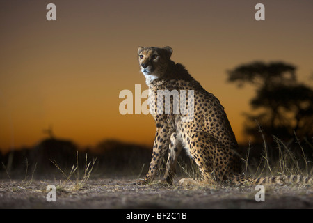 Cheetah (Acinonyx jubatus) sitting, Namibia.