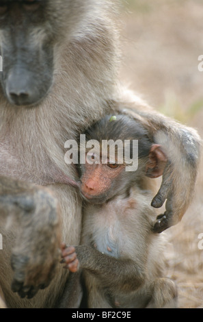 Chacma Baboon, Papio ursinus with young, Kruger National Park, Mpumalanga Province, South Africa Stock Photo