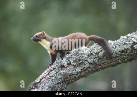 Pine Marten (Martes martes), young female on alder branch. Stock Photo