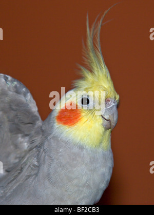 Pet Cockatiel Stock Photo