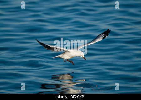 Hartlaubs gull touch down on water surface, St. Helena Bay, Western Cape Province, South Africa Stock Photo