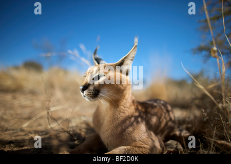 Portrait of a Caracal (Felis Caracal) laying down, Na’an ku se Wild Life Sanctuary, Namibia. Stock Photo