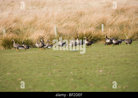 Greenland White-fronted Geese (Anser albifrons flavirostris). Stock Photo