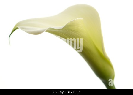 Arum lily, profile, lilium, green stem, white lily, flower, white background, focus, peace, white flower Stock Photo