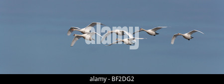 Mute Swans Cygnus olor in flock in Flight Stock Photo