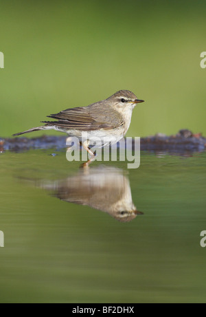 Willow Warbler (Phylloscopus trochilus), adult at garden pool. Stock Photo