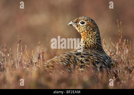 Red Grouse, Willow Grouse (Lagopus lagopus scoticus), adult female on heather . Stock Photo