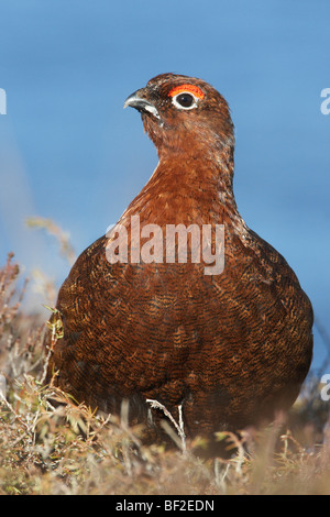 Red Grouse, Willow Grouse (Lagopus lagopus scoticus), portrait of adult male. Stock Photo
