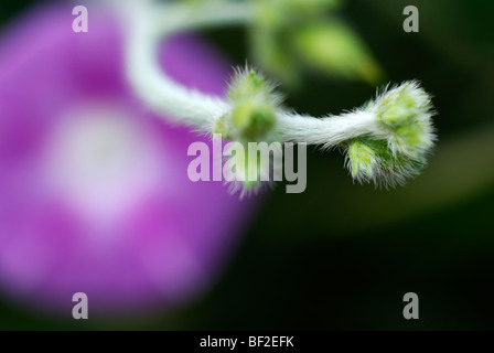 Morning glory, purple flower, purple, macro, flower Stock Photo