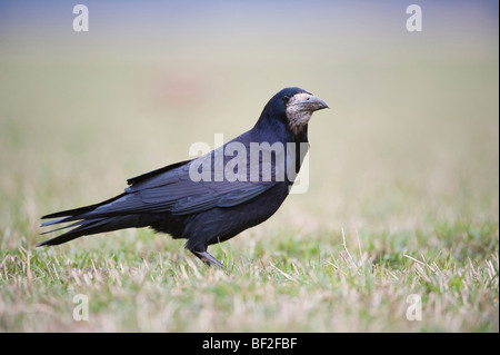 Rook (Corvus frugilegus), adult feeding in arable field in late winter. Stock Photo