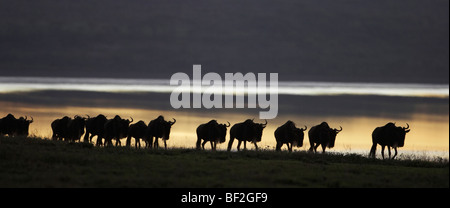 Blue Wildebeest (Connochaetes taurinus), group silhouetted on edge of lake at sunrise. Stock Photo