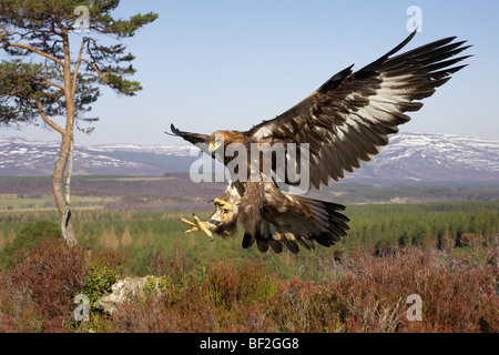 Golden Eagle (Aquila chrysaetos), in flight in mountain habitat preparing to land on stump (taken in controlled conditions). Stock Photo