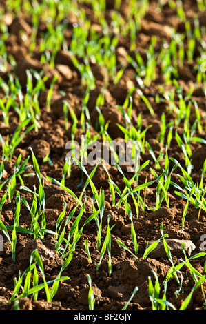 New grass shoots on farmland  / Green shoots of economic recovery - France. Stock Photo