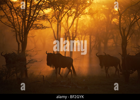 Blue Wildebeest (Connochaetes taurinus), group on the move through acacia woodland at sunset. Stock Photo