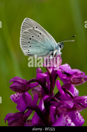 Green-underside Blue butterfly Glaucopsyche alexis on a Green-winged Orchid Orchis morio; Gargano, Italy. Stock Photo