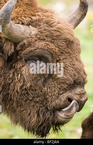 European Bison (Bison bonasus) licking its nose, close-up portrait (captive). Stock Photo