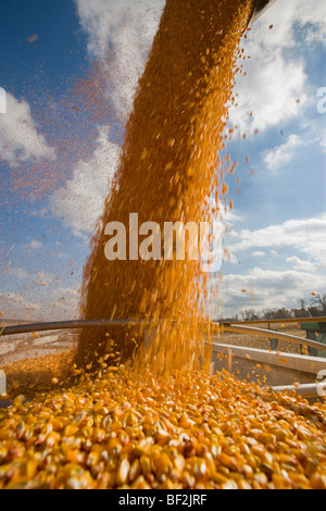 Freshly harvested grain corn being augured from a grain wagon into a grain truck during the Autumn corn harvest / Minnesota, USA Stock Photo