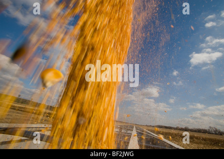 Freshly harvested grain corn being augured from a grain wagon into a grain truck during the Autumn corn harvest / Minnesota, USA Stock Photo