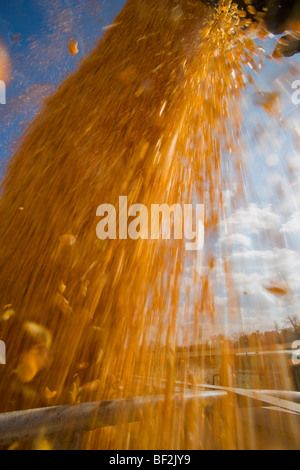 Freshly harvested grain corn being augured from a grain wagon into a grain truck during the Autumn corn harvest / Minnesota, USA Stock Photo