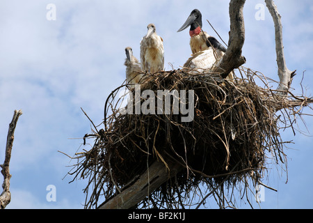 Jabiru stork, Jabiru mycteria, nest with several young, Fazenda San Francisco, Miranda, Mato Grosso do Sul, Brazil Stock Photo