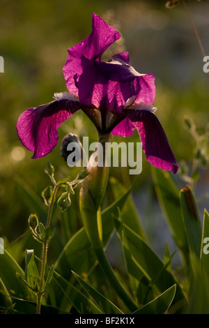 A dwarf bearded Iris, Iris lutescens, growing in stony fields on the Gargano Peninsula, Italy. Stock Photo