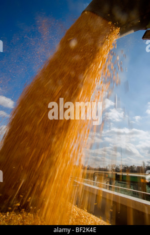 Freshly harvested grain corn being augured from a grain wagon into a grain truck during the Autumn corn harvest / Minnesota, USA Stock Photo