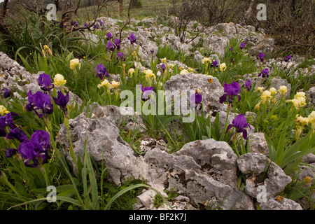 A dwarf bearded Iris, Iris lutescens, growing en masse in stony fields on the Gargano Peninsula, Italy. Stock Photo
