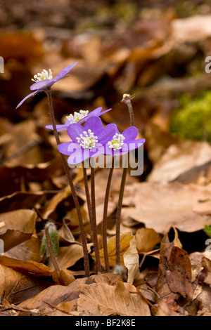 Liverleaf or Hepatica, Hepatica nobilis ( Hepatica triloba ) beech woodland, flowering in early spring. Monte Sibillini, Italy. Stock Photo