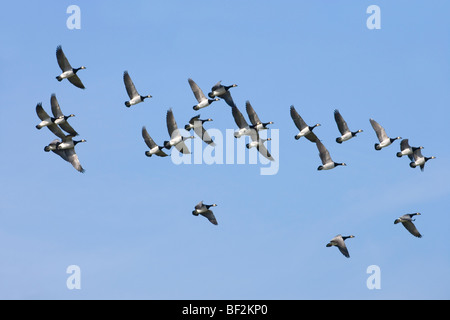 Barnacle Geese Branta leucopsis. Skein about to land on the island of Islay, Inner Hebrides, West Coast of Scotland. From Greenland, wintering in Scotland. Stock Photo