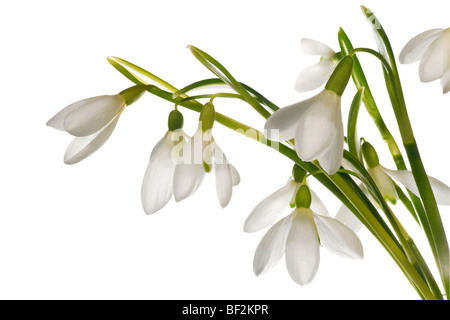 Spring snowdrop flowers nosegay part isolated on white background. Composite macro photo with considerable depth of sharpness. Stock Photo