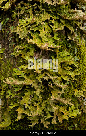 Tree lungwort Lobaria pulmonaria; pollution sensitive lichen that grows on tree trunks in mild areas. Gargano, Italy. Stock Photo