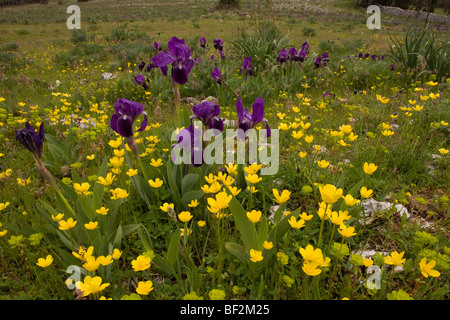 dwarf bearded Iris, Iris lutescens with Ranunculus millefoliatus, Gargano Italy Stock Photo