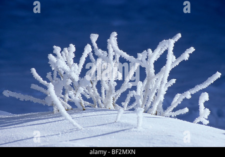 Hoar frost formation on a thicket Stock Photo