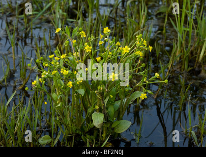 Adder's Tongue Spearwort (or Badgworth Buttercup) Ranunculus ophioglossifolius in wetland; Corsica, France. Stock Photo