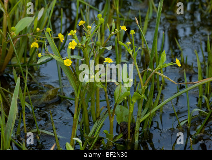 Adder's Tongue Spearwort or Badgworth Buttercup Ranunculus ophioglossifolius in wetland; Stock Photo