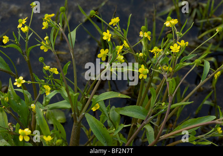Adder's Tongue Spearwort (or Badgworth Buttercup) Ranunculus ophioglossifolius in wetland; Corsica, France. Stock Photo