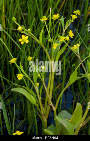 Adder's Tongue Spearwort or Badgworth Buttercup) Ranunculus ophioglossifolius in wetland; Corsica, France. Stock Photo